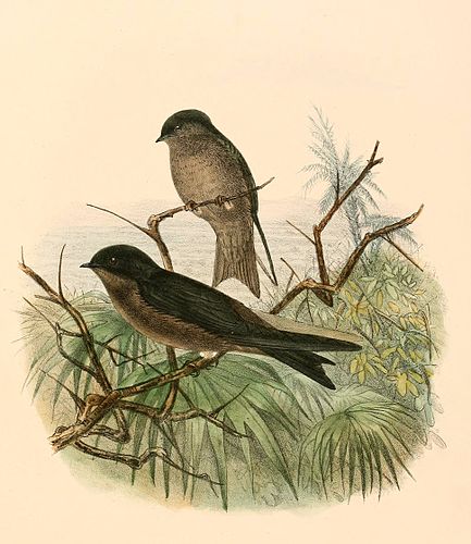 White-thighed swallow